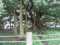 Arbre Banyan millénaire,Yangshuo