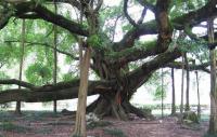 Arbre Banyan millénaire,Yangshuo