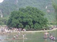 Arbre Banyan millénaire,Yangshuo