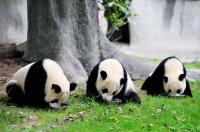 Centre d'elevage de panda