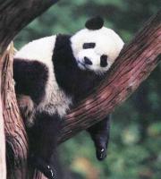Centre d'elevage de panda