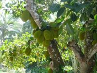 Jardin Tropical Botanique de Menglun,Xishuangbanna