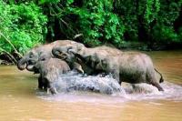 La Vallée des Éléphants Sauvages, Xishuangbanna