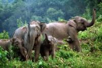 La Vallée des Éléphants Sauvages, Xishuangbanna