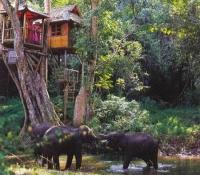 La Vallée des Éléphants Sauvages, Xishuangbanna