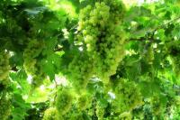 La Vallée des raisins, Tourfan