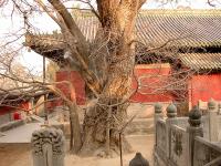 Le Temple Dajue