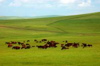 Les Prairies Xilamuren, Hohhot