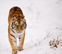 Les Tigres de Sibérie