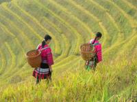 Longsheng et Rizières en Terasse,Guilin