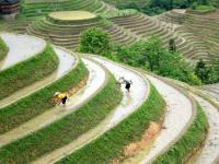 Longsheng et Rizières en Terasse,Guilin