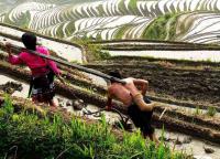 Longsheng et Rizières en Terasse,Guilin