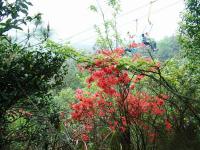 Mont Yao et Jardin de Thé,Guilin