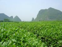Mont Yao et Jardin de Thé,Guilin