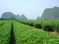 Mont Yao et Jardin de Thé,Guilin