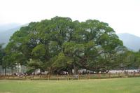 Parc du Grand Banian