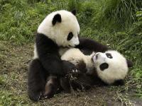 Sanctuaires des Pandas