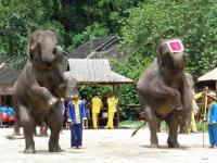 Vallée des éléphants sauvages,Xishuangbanna