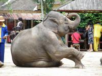 Vallée des éléphants sauvages,Xishuangbanna