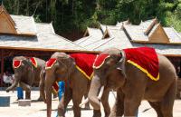 Vallée des éléphants sauvages,Xishuangbanna