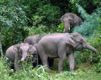 Vallée des éléphants sauvages,Xishuangbanna