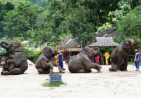 Vallée des éléphants sauvages,Xishuangbanna