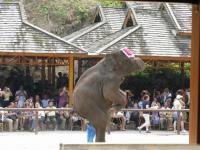 Vallée des éléphants sauvages,Xishuangbanna